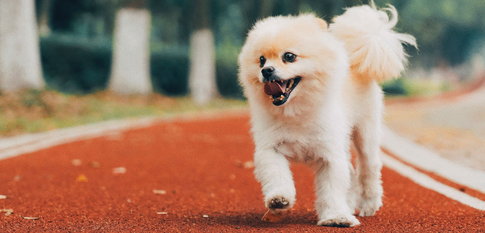 Does Renters Insurance Cover Dog Bites Insurism Does Renters Insurance Cover Dog Bites Insurism