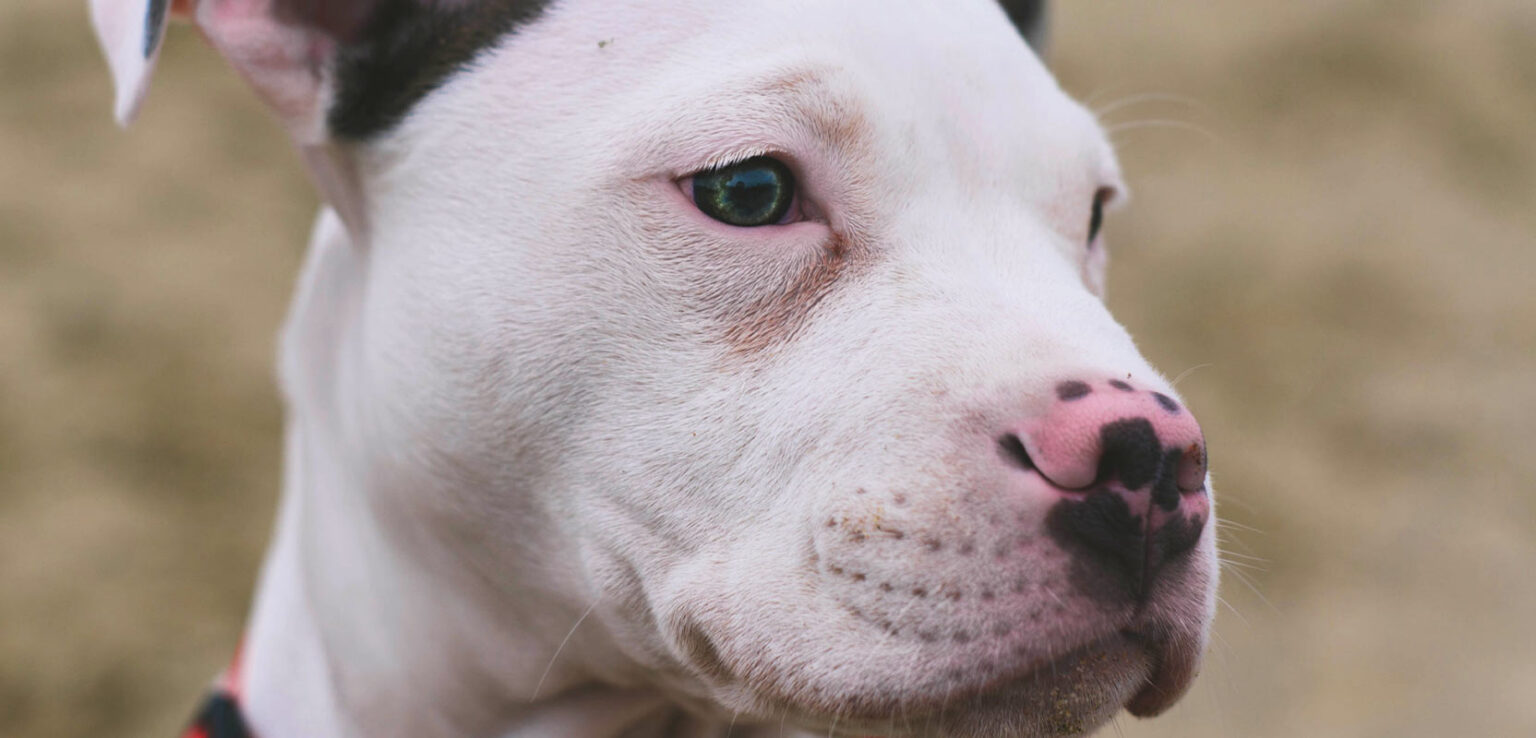 Renters Insurance for Pit Bulls Insurism