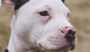 Pit bull feeling grateful that he has renters insurance