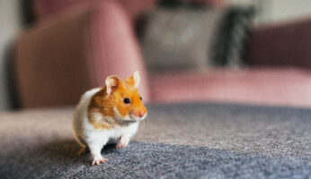 Hamster covered by pet liability insurance for renters